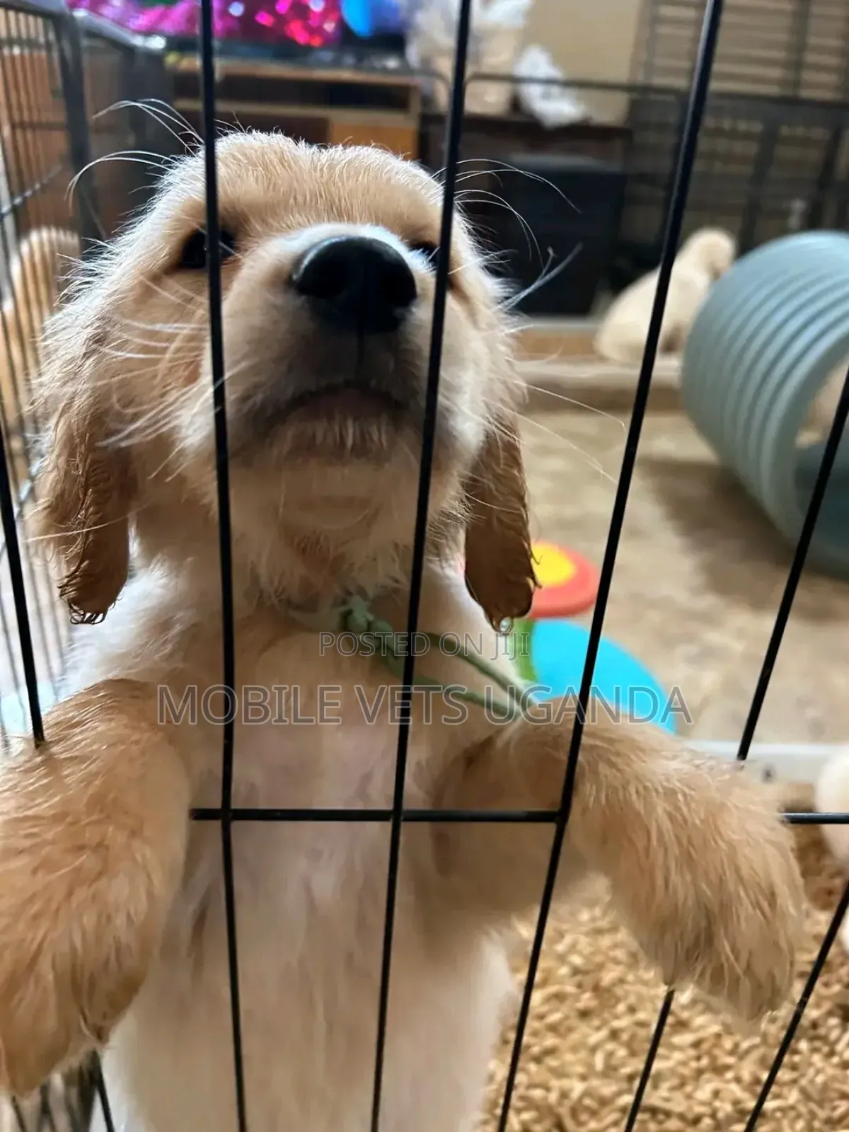 1-3 months Female Purebred Golden Retriever