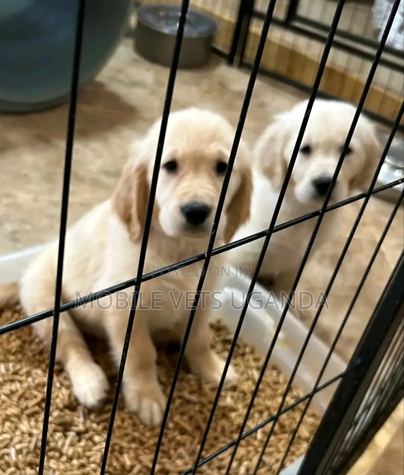 0-1 month Female Purebred Golden Retriever