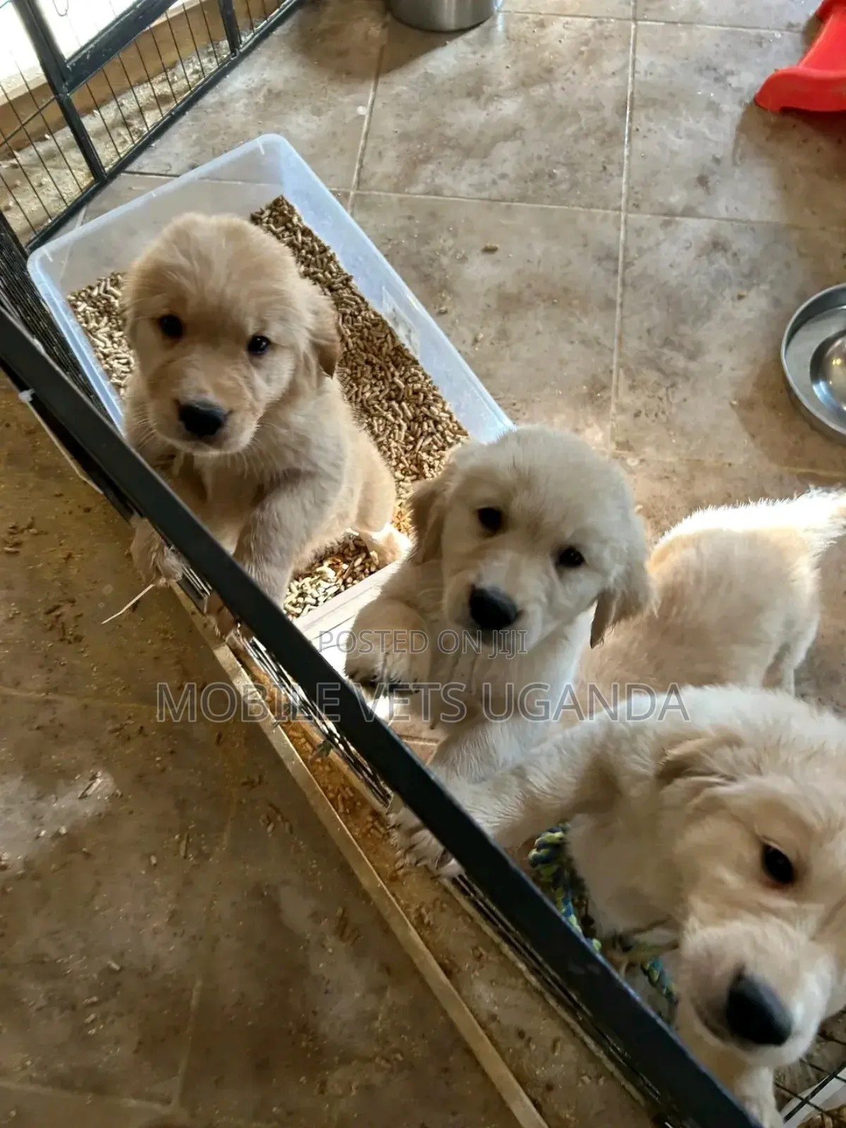 1-3 months Male Purebred Golden Retriever