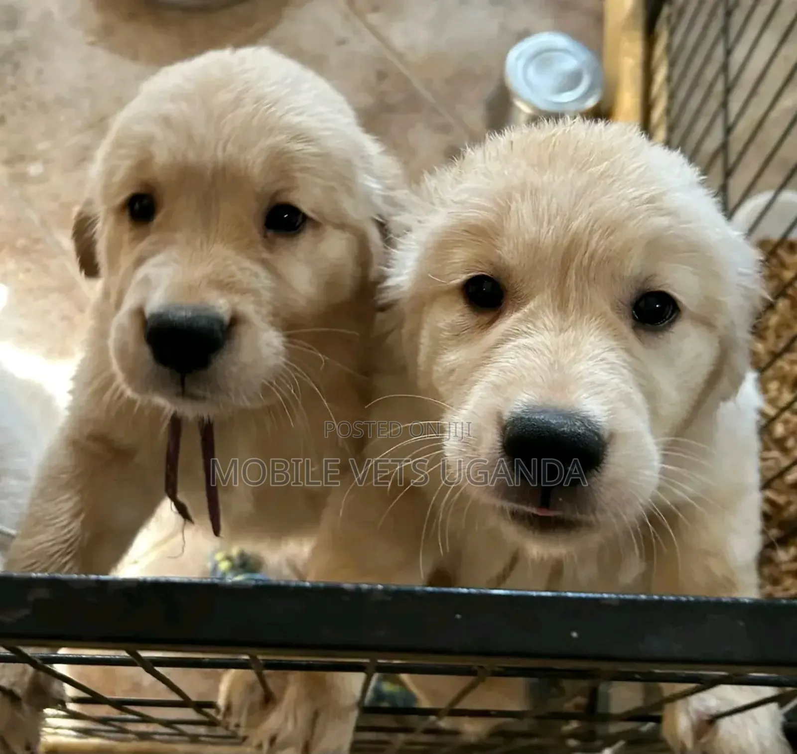 1-3 months Male Purebred Golden Retriever