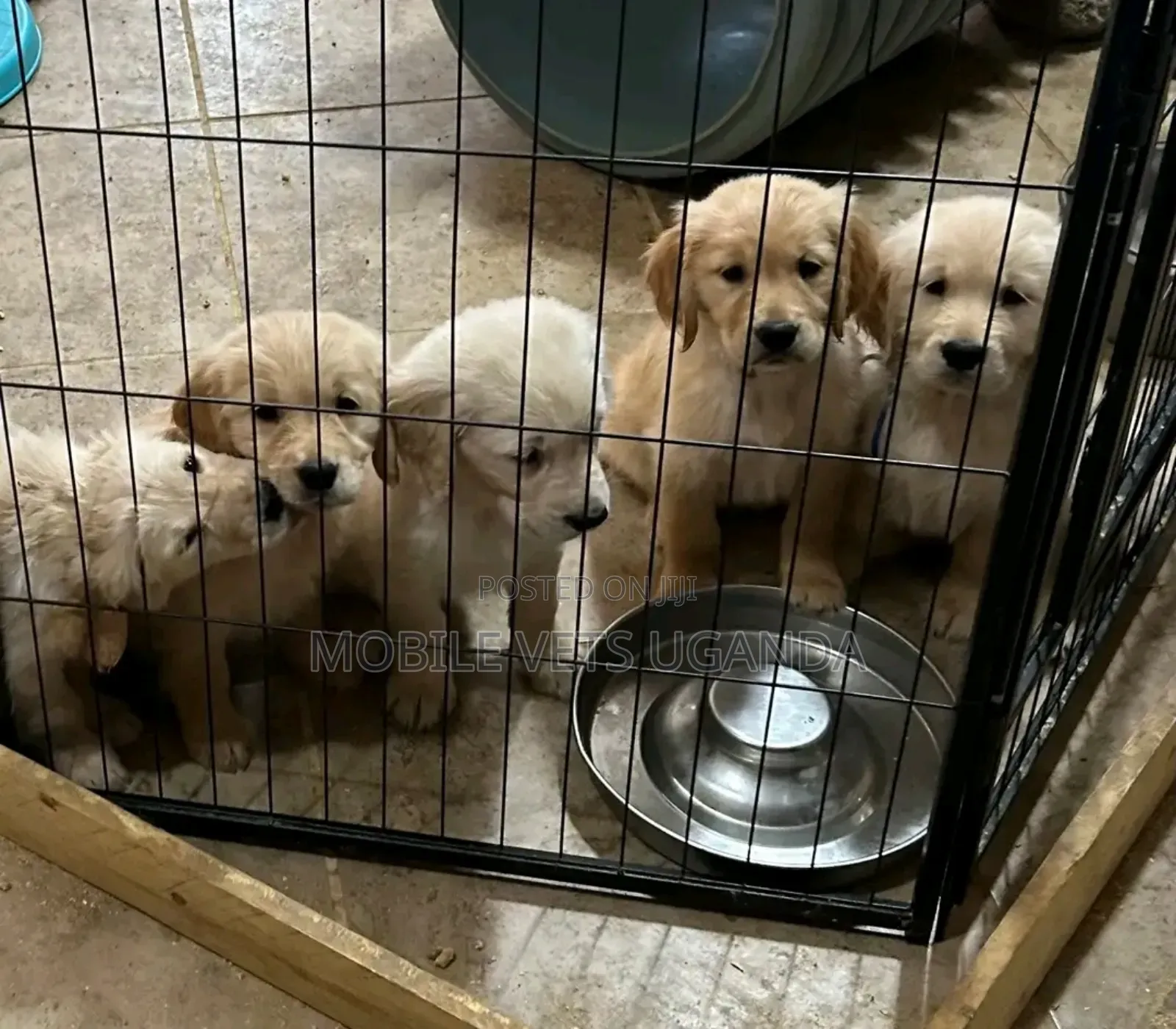 1-3 months Female Purebred Golden Retriever
