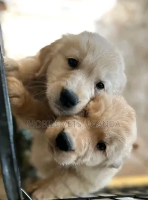 3-6 months Female Purebred Golden Retriever