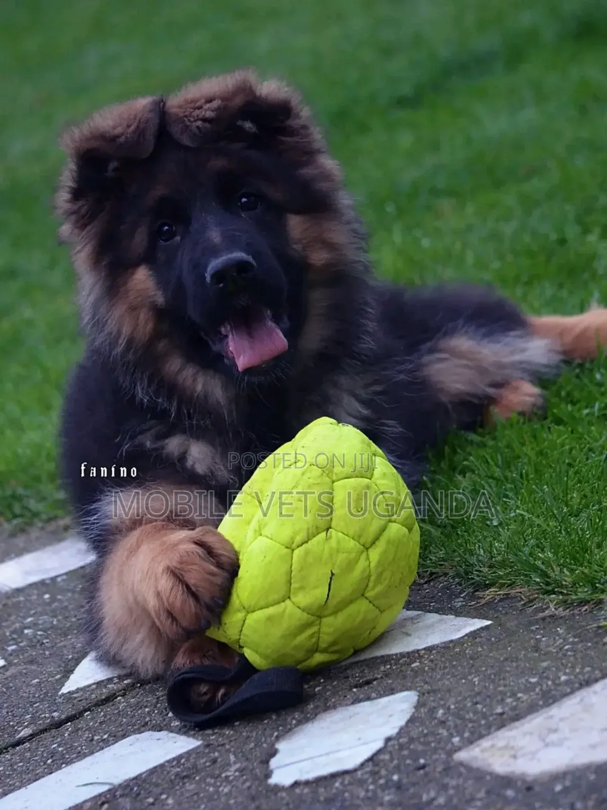 1-3 months Male Purebred German Shepherd