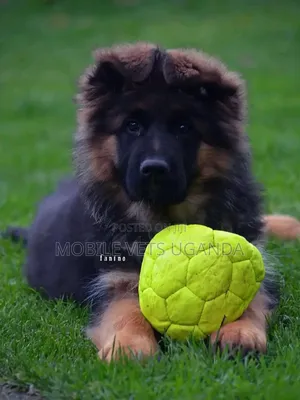 3-6 months Female Purebred German Shepherd
