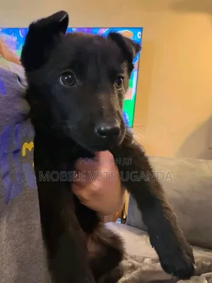 3-6 months Female Purebred German Shepherd