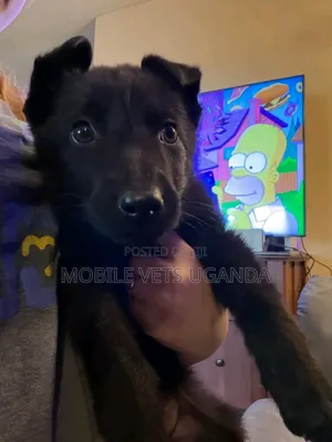 1-3 months Male Purebred German Shepherd