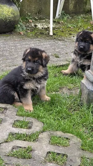 1-3 months Female Purebred German Shepherd