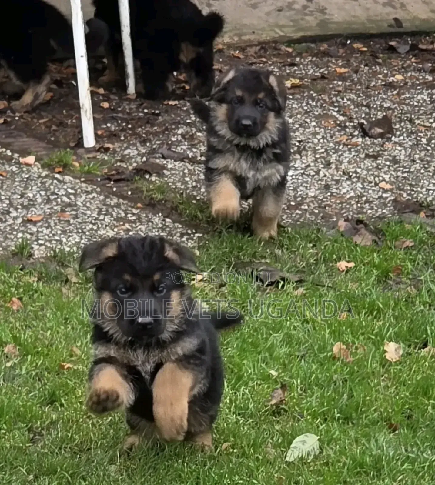 1-3 months Male Purebred German Shepherd