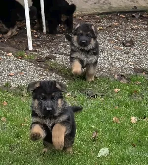 1-3 months Male Purebred German Shepherd