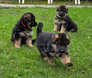0-1 month Female Purebred German Shepherd