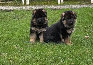 0-1 month Female Purebred German Shepherd