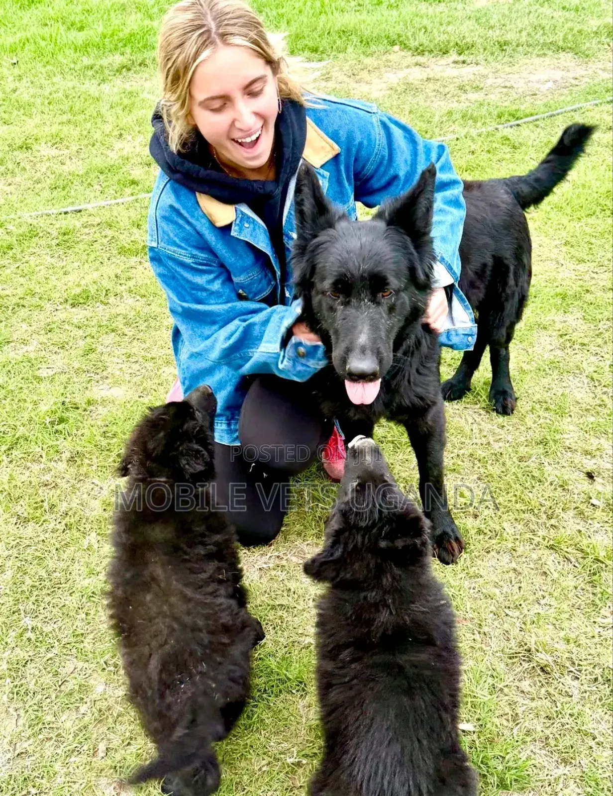 1-3 months Female Purebred German Shepherd