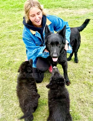 1-3 months Female Purebred German Shepherd