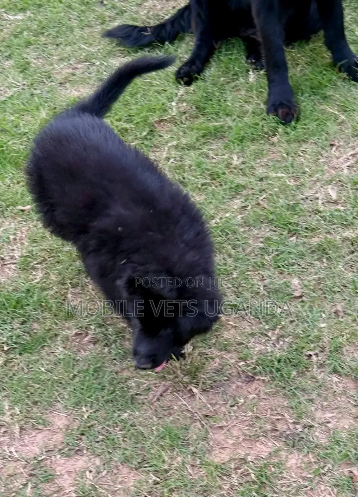 3-6 months Male Purebred German Shepherd