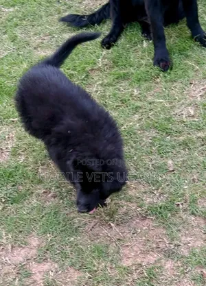3-6 months Male Purebred German Shepherd