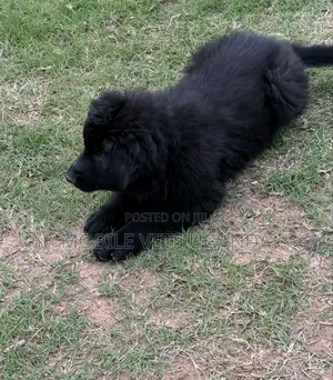 1-3 months Female Purebred German Shepherd