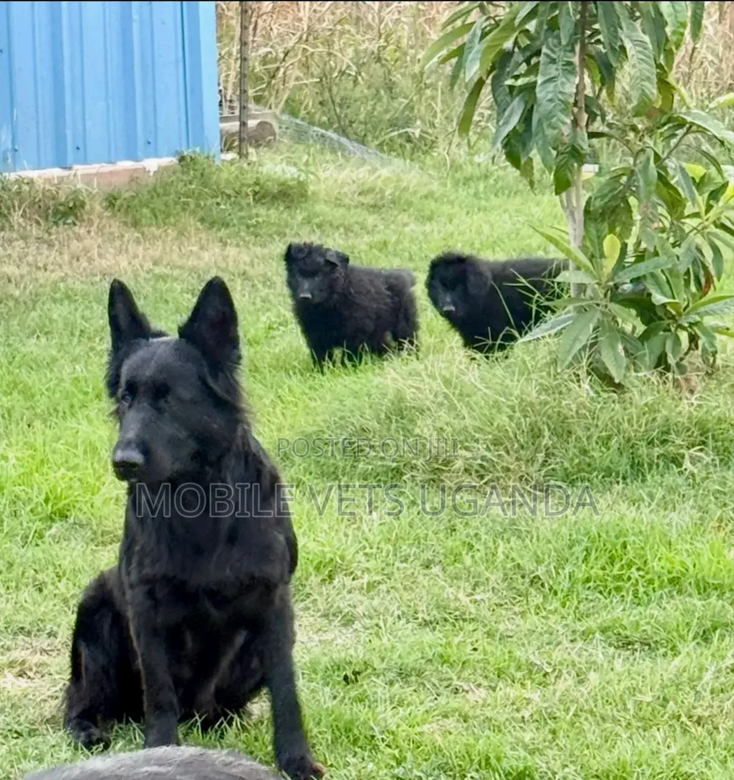 1-3 months Female Purebred German Shepherd
