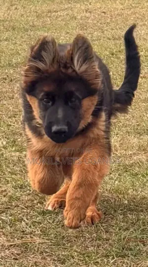 3-6 months Male Purebred German Shepherd