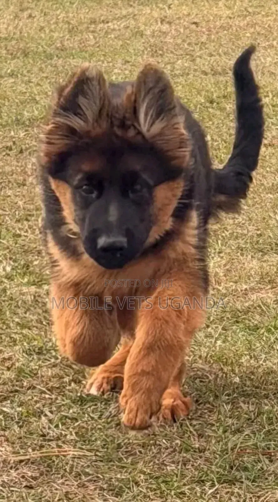 3-6 months Male Purebred German Shepherd