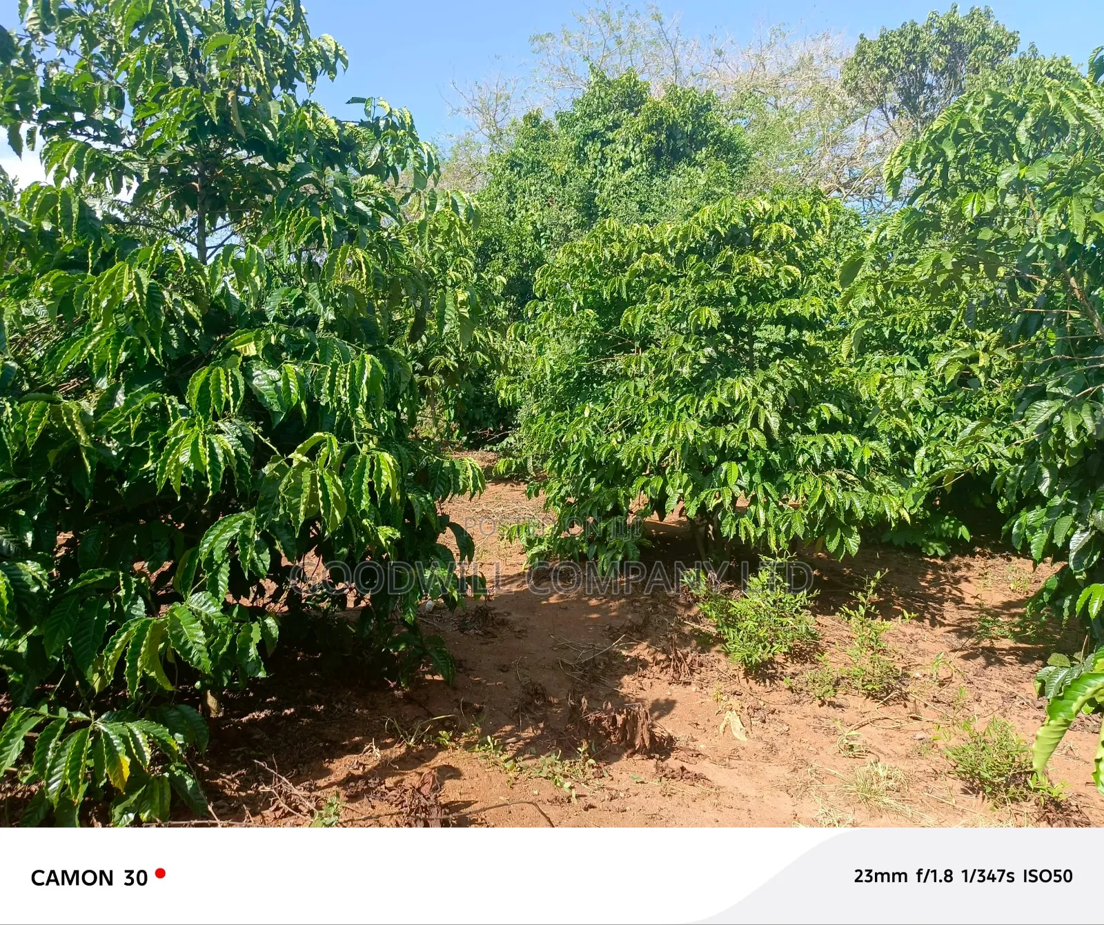 378 Acres Of Land In Sembabule (30 Acres Are Coffee Plantation)