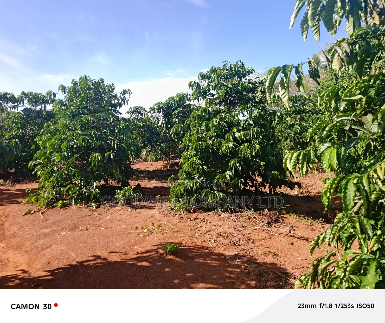 378 Acres Of Land In Sembabule (30 Acres Are Coffee Plantation)