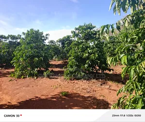 378 Acres Of Land In Sembabule (30 Acres Are Coffee Plantation)