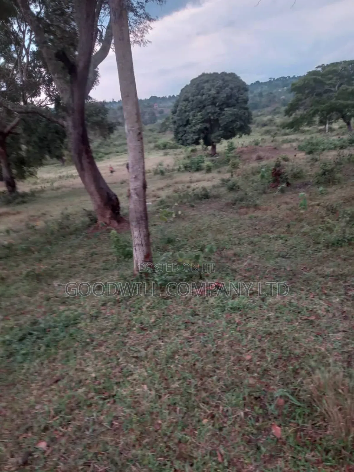 100 Acres of Land in Kalungu District Before Masaka