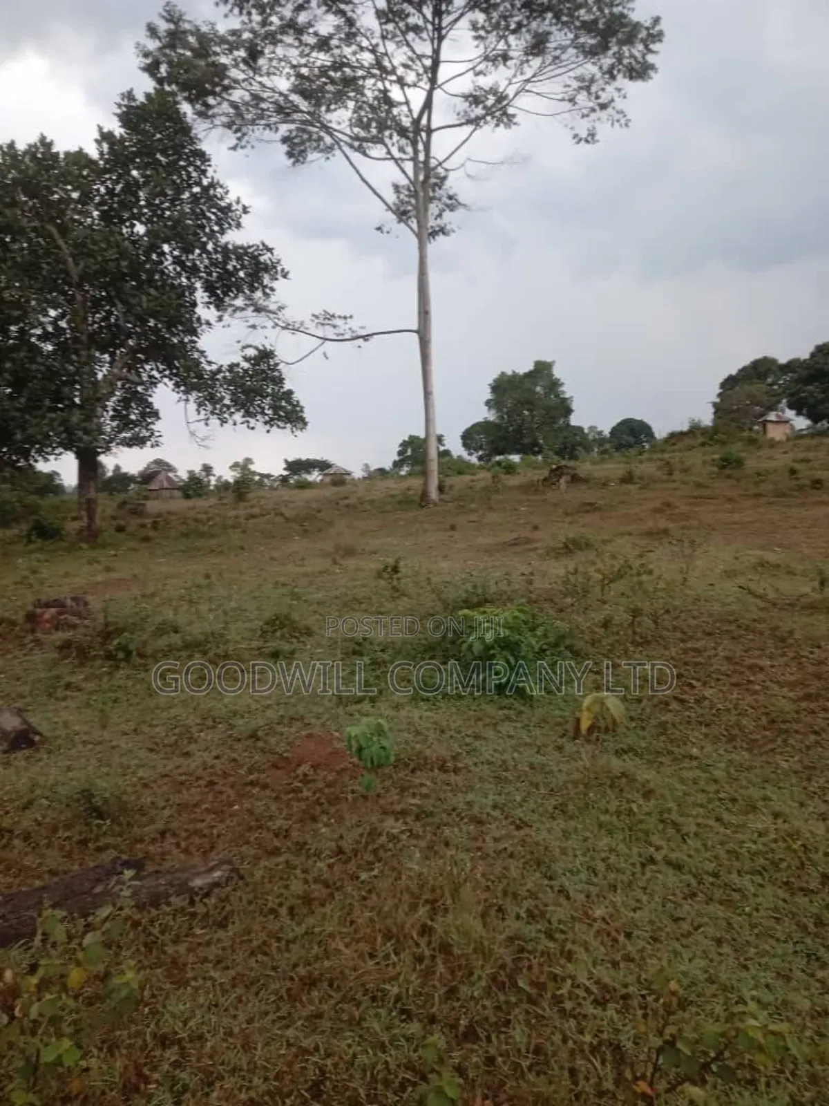 100 Acres of Land in Kalungu District Before Masaka