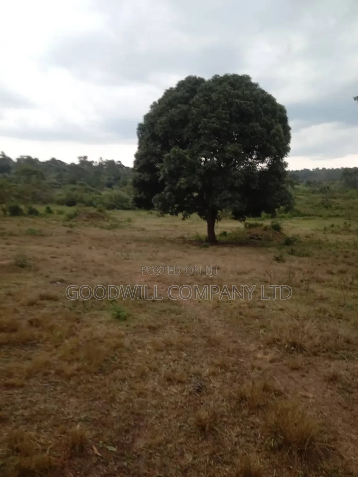 100 Acres of Land in Kalungu District Before Masaka