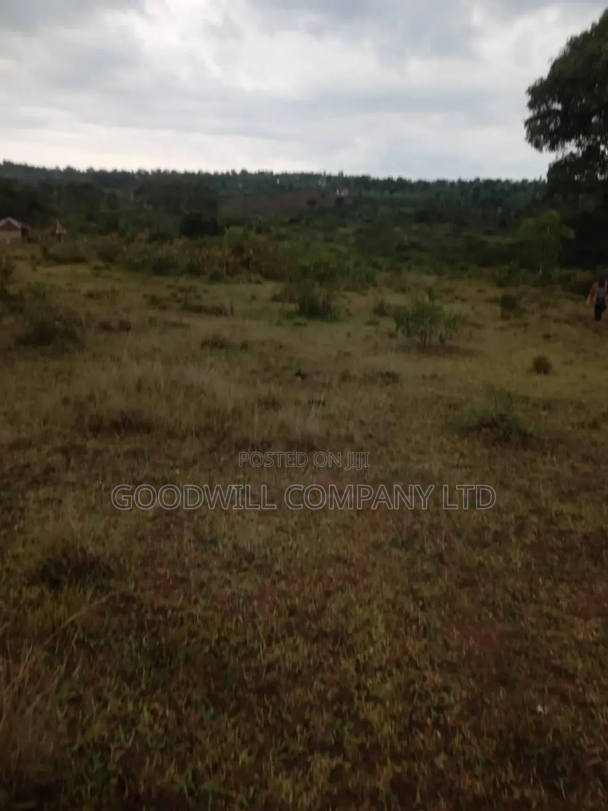 100 Acres of Land in Kalungu District Before Masaka