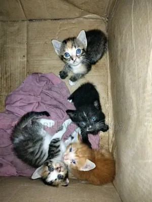 1-3 months Male Purebred American Wirehair