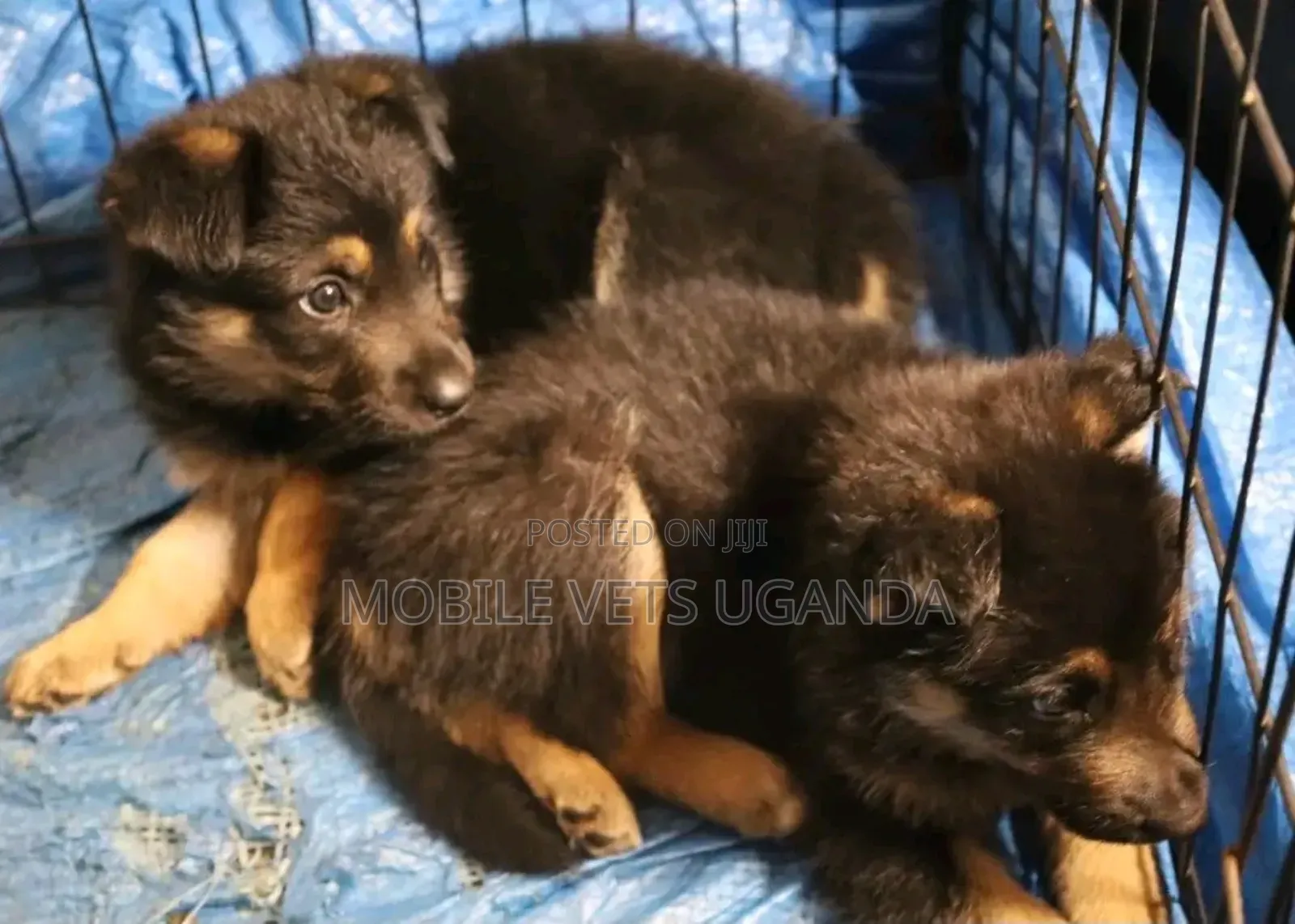 1-3 months Female Purebred German Shepherd