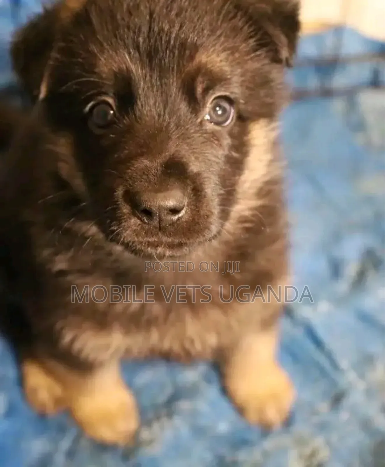 1-3 months Female Purebred German Shepherd