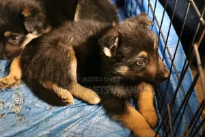 1-3 months Male Purebred German Shepherd