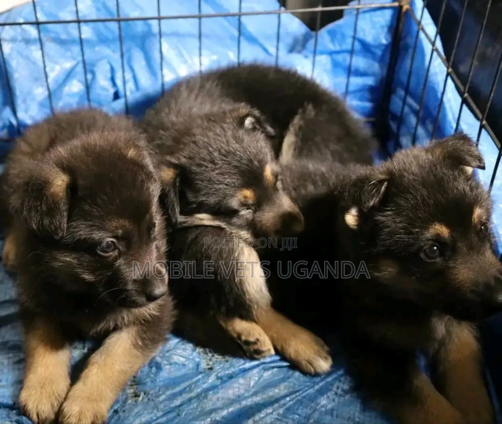 0-1 month Female Purebred German Shepherd