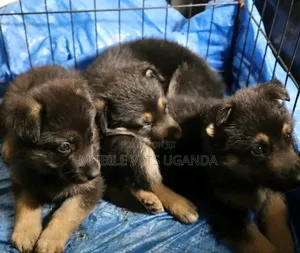 0-1 month Female Purebred German Shepherd