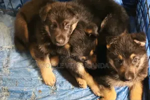 1-3 months Female Purebred German Shepherd