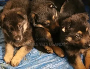 3-6 months Male Purebred German Shepherd