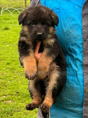 1-3 months Male Purebred German Shepherd