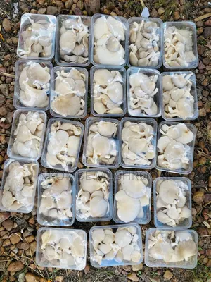 Fresh Oyster Mushrooms