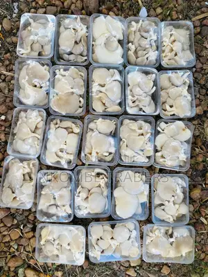 Fresh Oyster Mushrooms