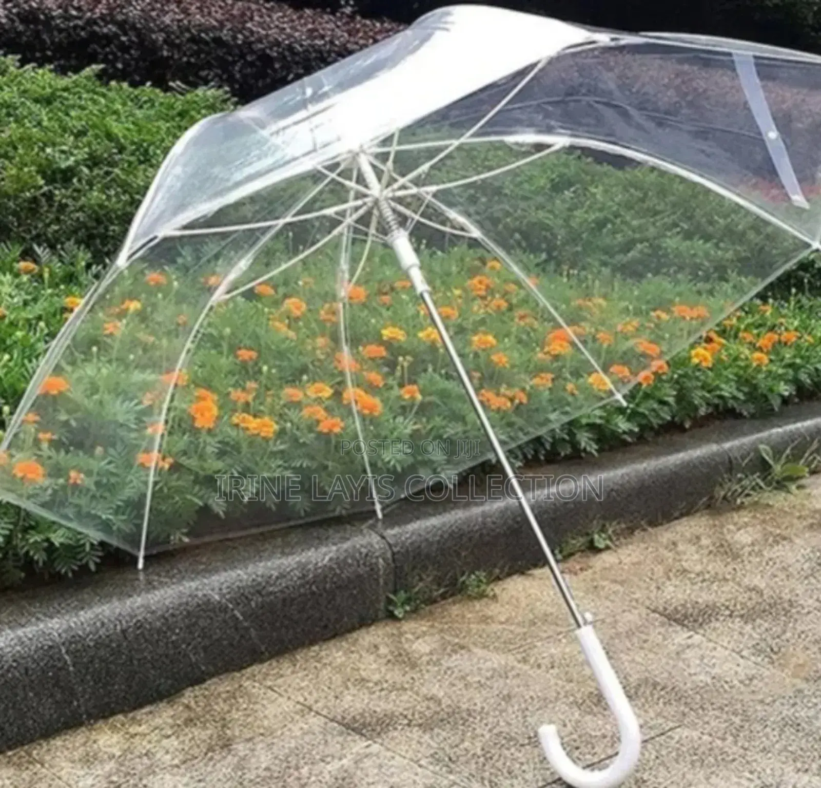 Transparent Umbrellas