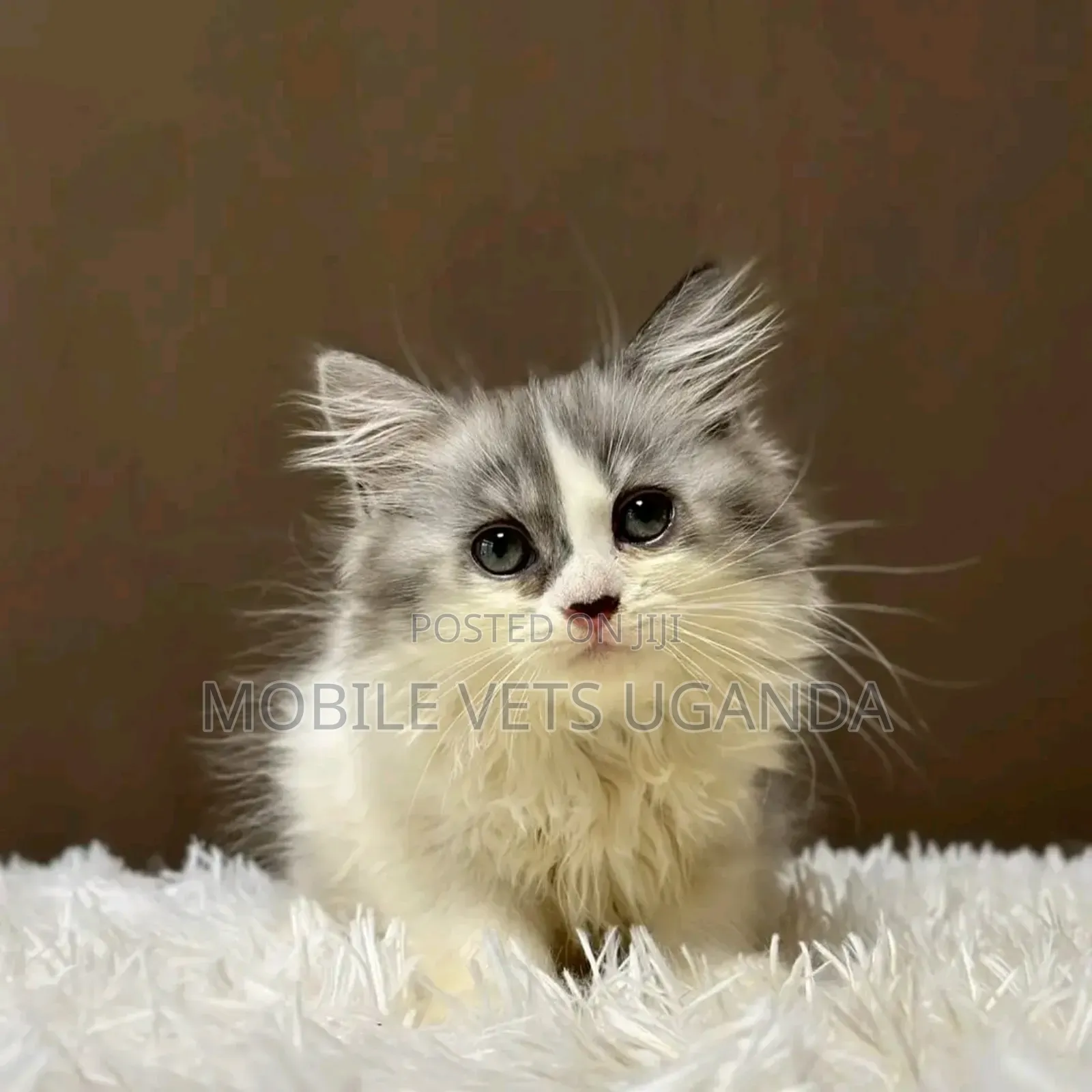 1-3 months Male Purebred Savannah