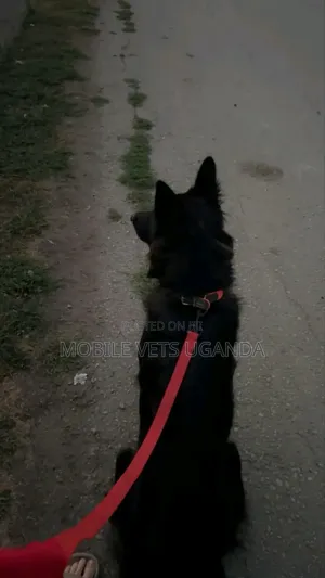 3-6 months Male Purebred German Shepherd