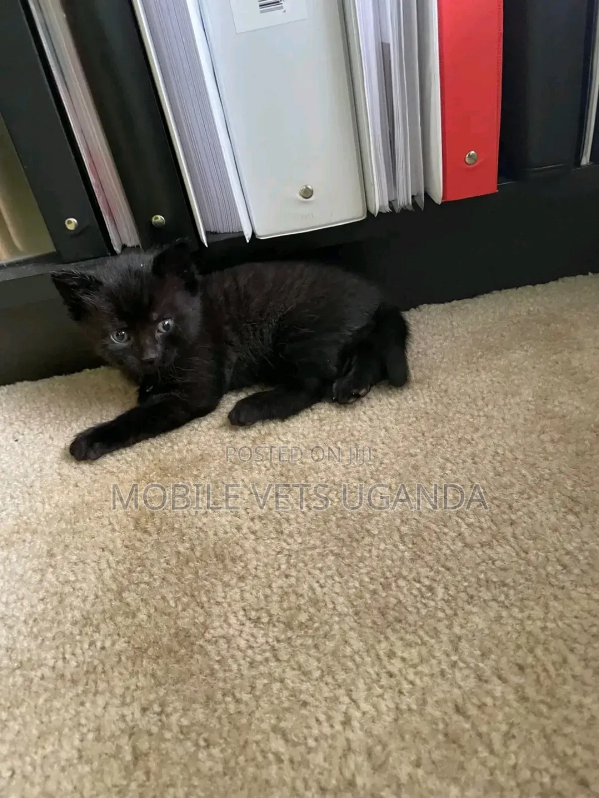1-3 months Male Purebred American Wirehair