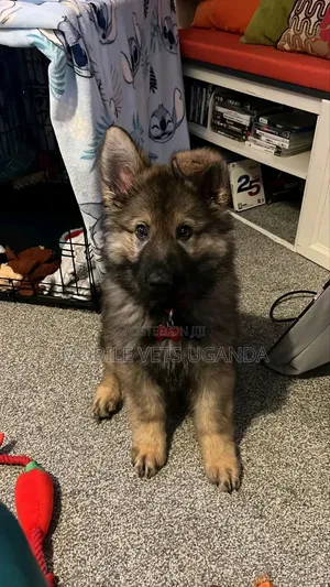 3-6 months Female Purebred German Shepherd