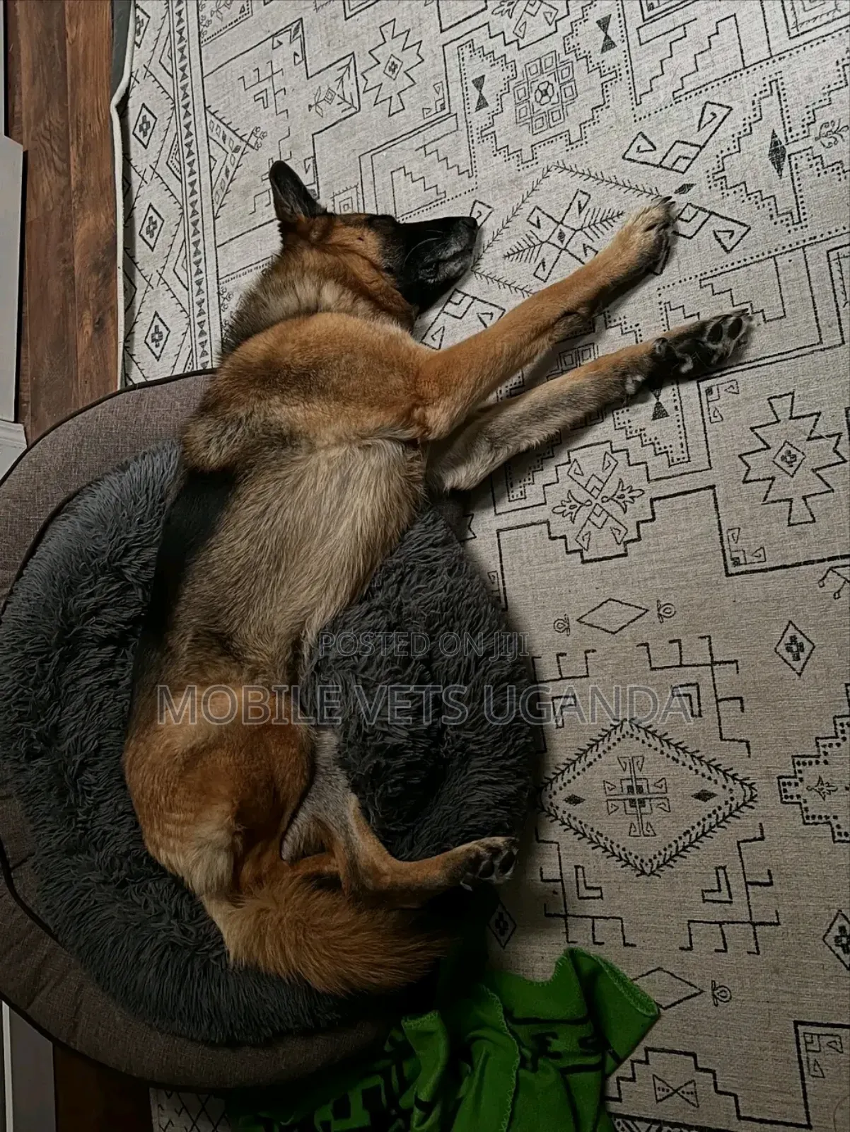 6-12 months Female Purebred German Shepherd