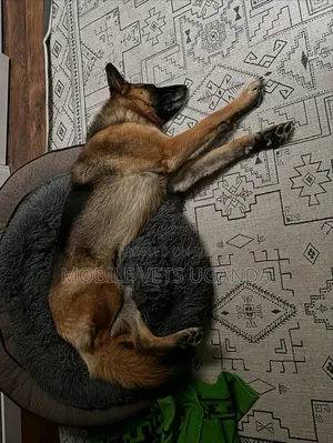 6-12 months Female Purebred German Shepherd