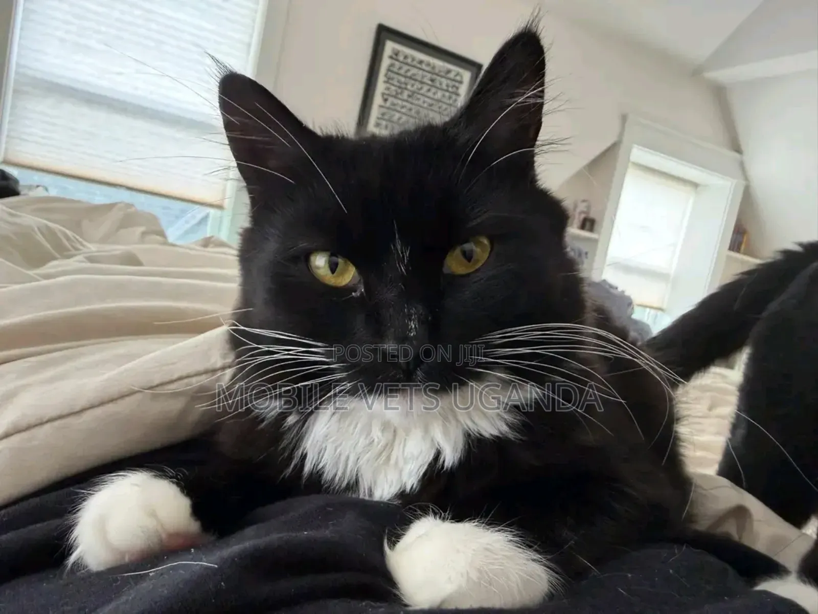 3-6 months Female Purebred Balinese
