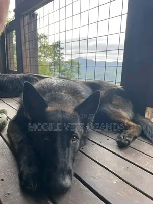 3-6 months Male Purebred German Shepherd
